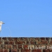 egret_cattle_embaba_cai_h_0121_egy0391.jpg